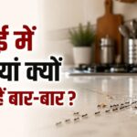 Why do ants keep appearing in the kitchen?