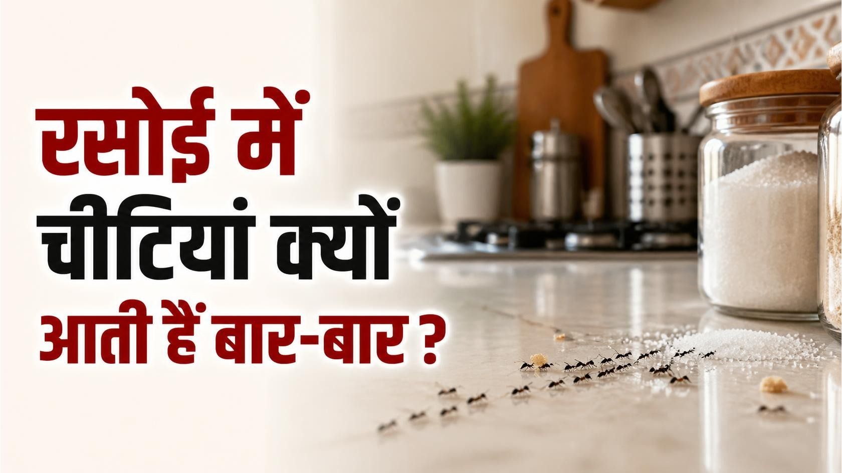 Why do ants keep appearing in the kitchen?